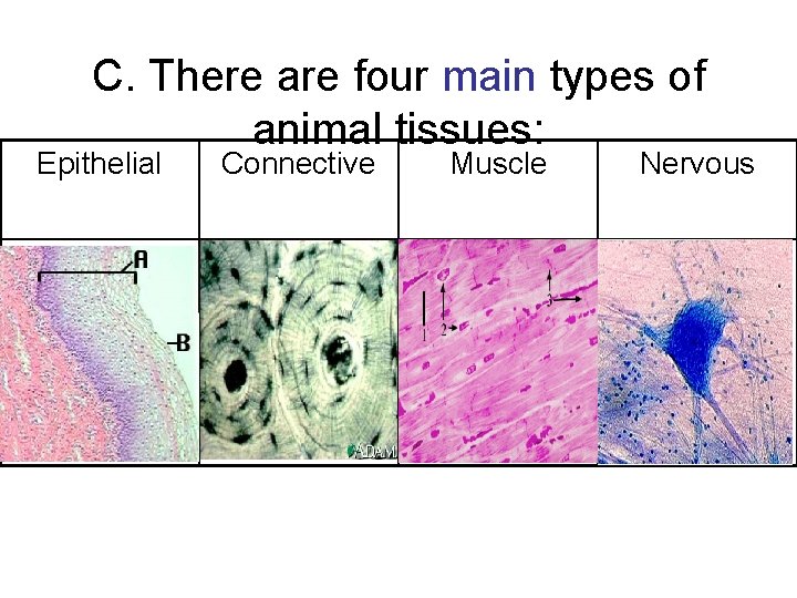 C. There are four main types of animal tissues: Epithelial Connective Muscle Nervous C. There are four main types of animal tissues: Epithelial Connective Muscle Nervous