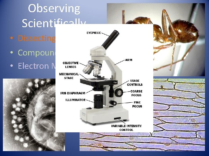 Observing Scientifically • Dissecting Microscope • Compound Microscope • Electron Microscope 