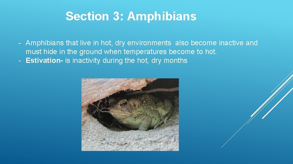 CHAPTER 14 NOTES Fish Amphibians and Reptiles Section