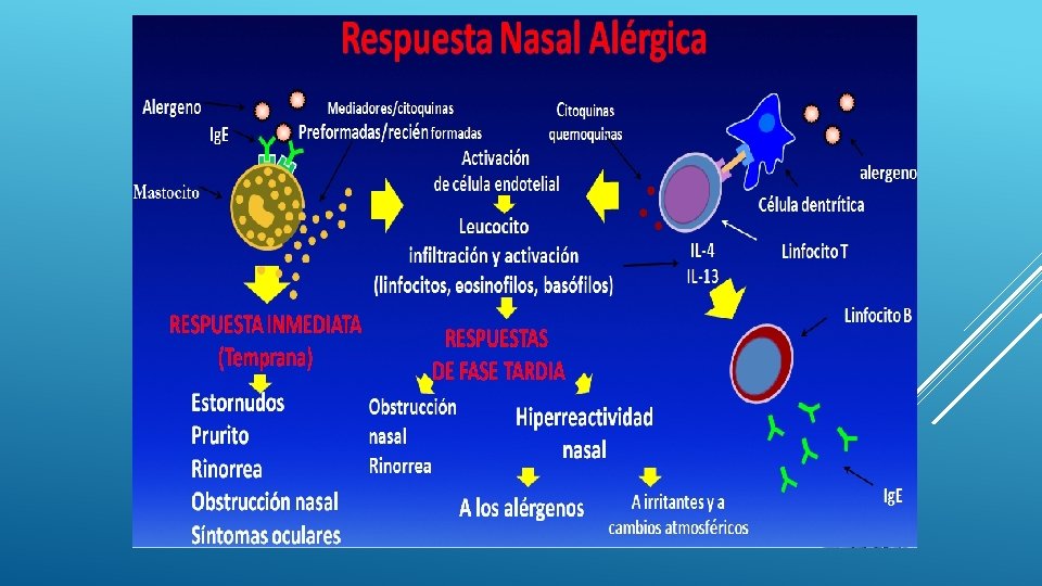 Allergy 2008: 63 (suppl. 86): 8 -160; *2010 World Allergy Organization Allergy 2008: 63 (suppl. 86): 8 -160; *2010 World Allergy Organization