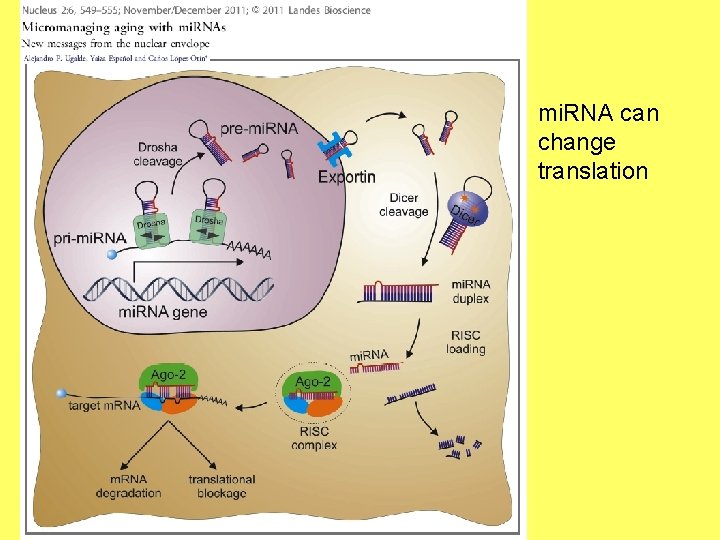 mi. RNA can change translation 