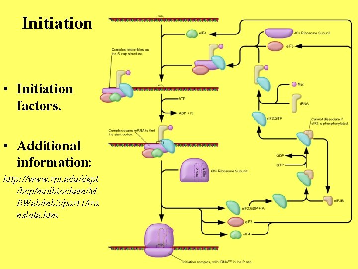 Initiation • Initiation factors. • Additional information: http: //www. rpi. edu/dept /bcp/molbiochem/M BWeb/mb 2/part