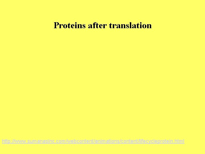 Proteins after translation http: //www. sumanasinc. com/webcontent/animations/content/lifecycleprotein. html 