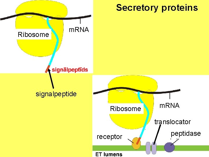 Secretory proteins Ribosome m. RNA signalpeptide Ribosome m. RNA translocator receptor peptidase 
