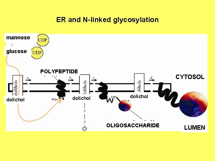 ER and N-linked glycosylation mannose glucose POLYPEPTIDE dolichol CYTOSOL dolichol OLIGOSACCHARIDE LUMEN 