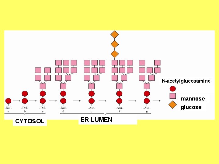 N-acetylglucosamine mannose glucose CYTOSOL ER LUMEN 