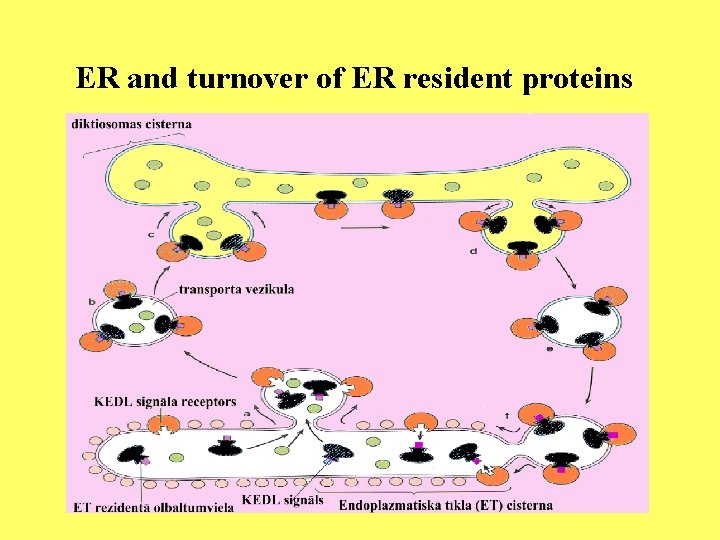ER and turnover of ER resident proteins 