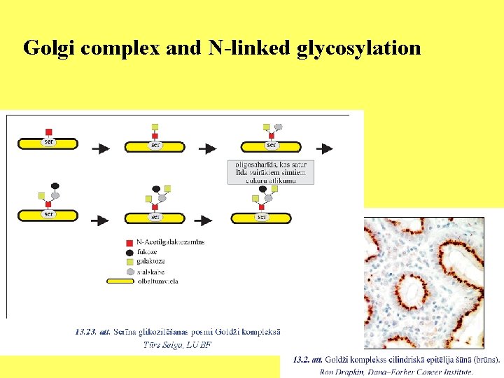 Golgi complex and N-linked glycosylation 