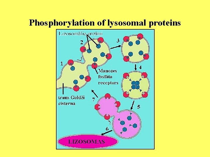 Phosphorylation of lysosomal proteins 