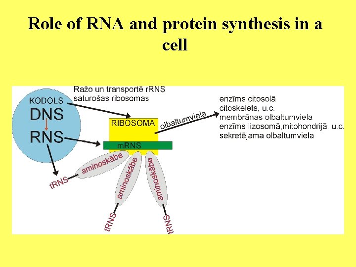 Role of RNA and protein synthesis in a cell 