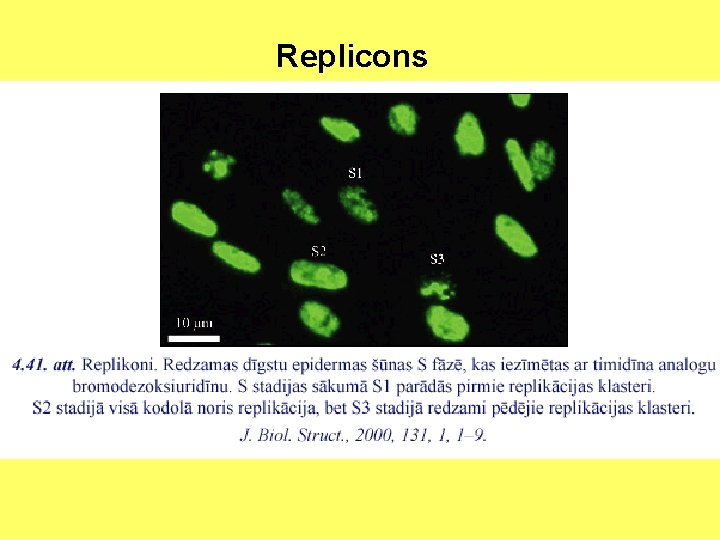 Replicons 