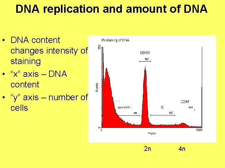 DNA replication and amount of DNA • DNA content changes intensity of staining •