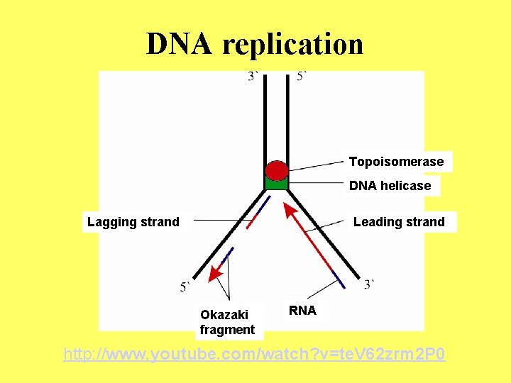 DNA replication Topoisomerase DNA helicase Lagging strand Leading strand Okazaki fragment RNA http: //www.