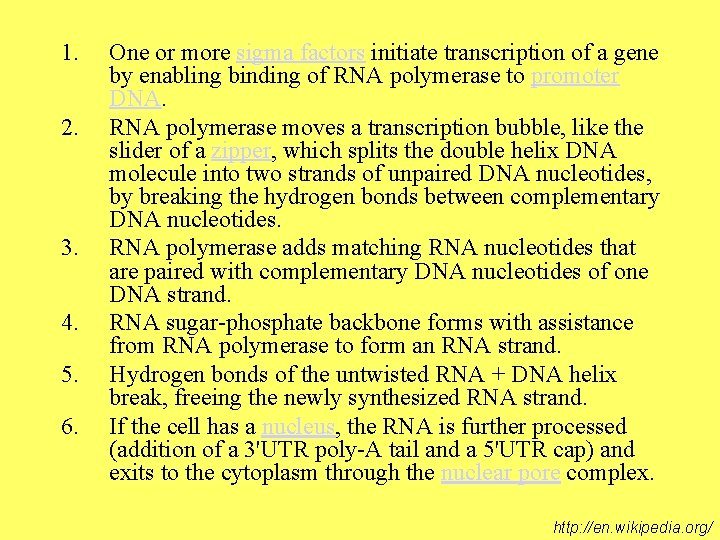 1. 2. 3. 4. 5. 6. One or more sigma factors initiate transcription of