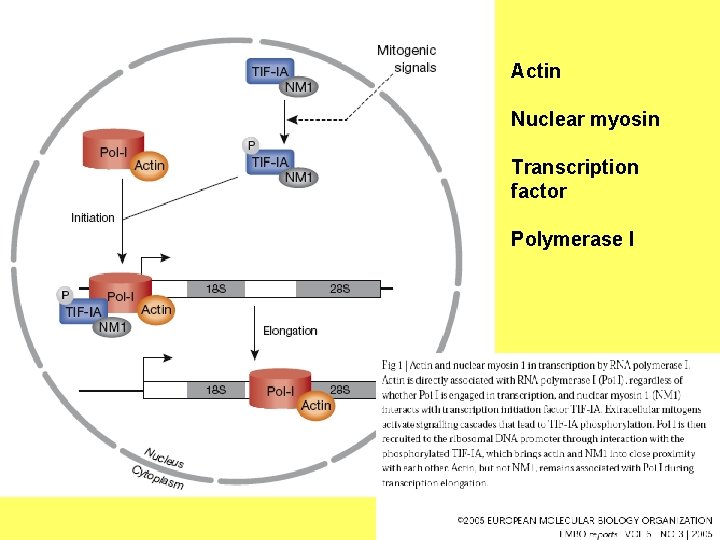 Actin Nuclear myosin Transcription factor Polymerase I 