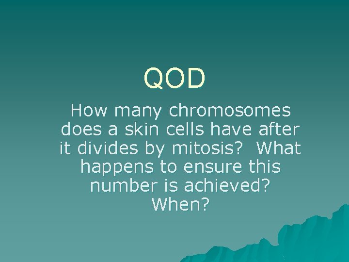 QOD How many chromosomes does a skin cells have after it divides by mitosis?
