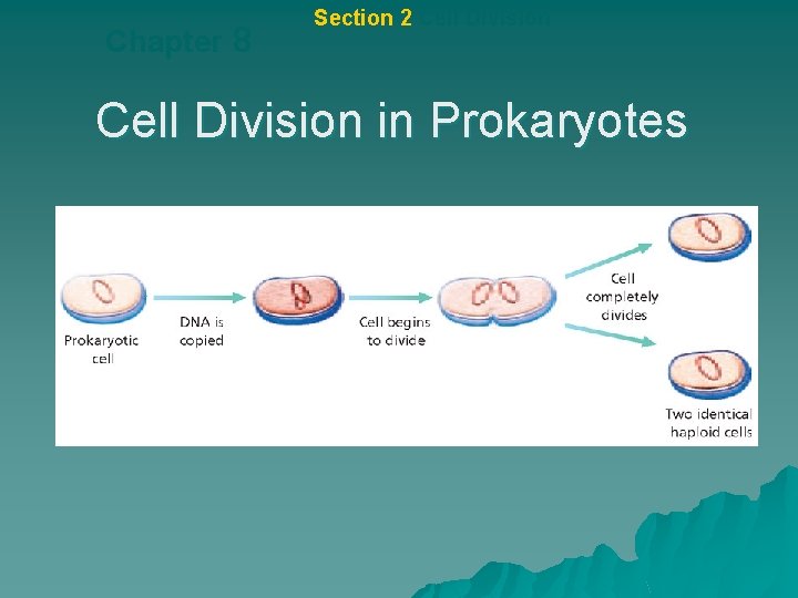 Chapter 8 Section 2 Cell Division in Prokaryotes 