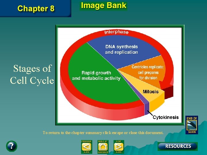 Stages of Cell Cycle To return to the chapter summary click escape or close