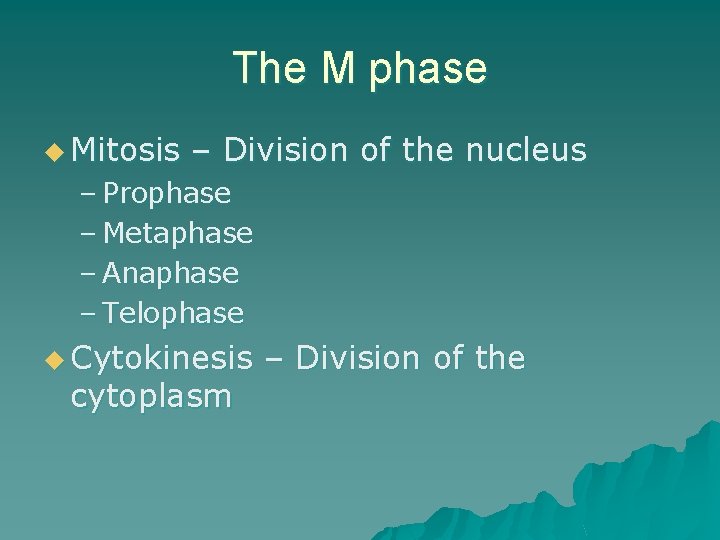 The M phase u Mitosis – Division of the nucleus – Prophase – Metaphase