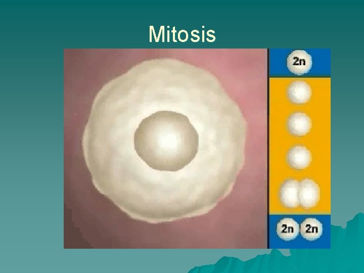 Mitosis 