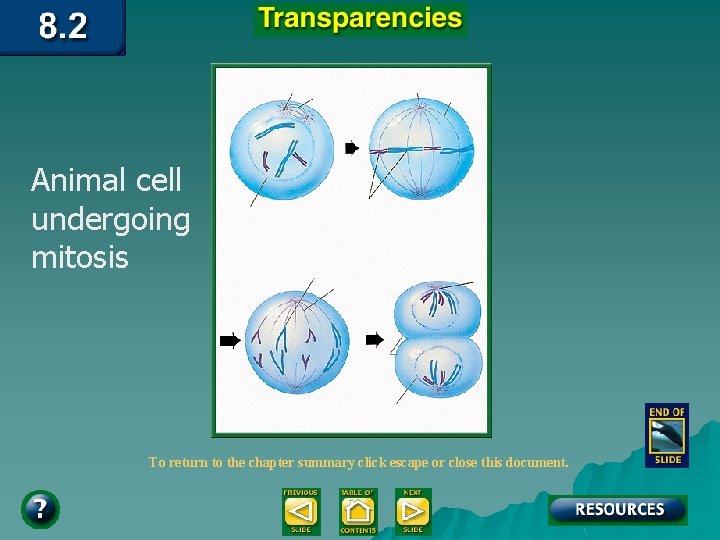 Animal cell undergoing mitosis To return to the chapter summary click escape or close