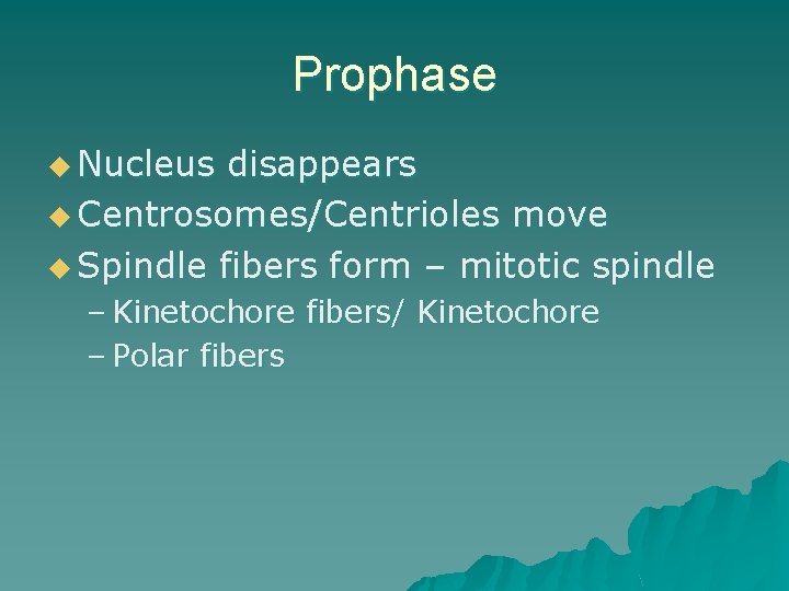 Prophase u Nucleus disappears u Centrosomes/Centrioles move u Spindle fibers form – mitotic spindle