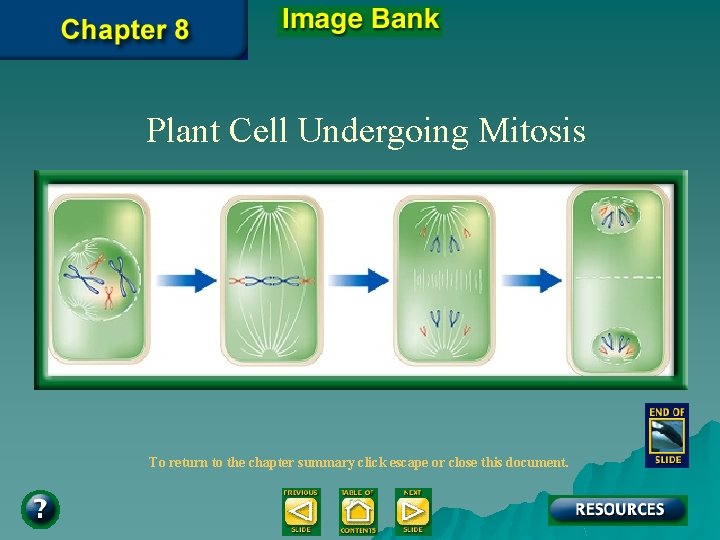 Plant Cell Undergoing Mitosis To return to the chapter summary click escape or close