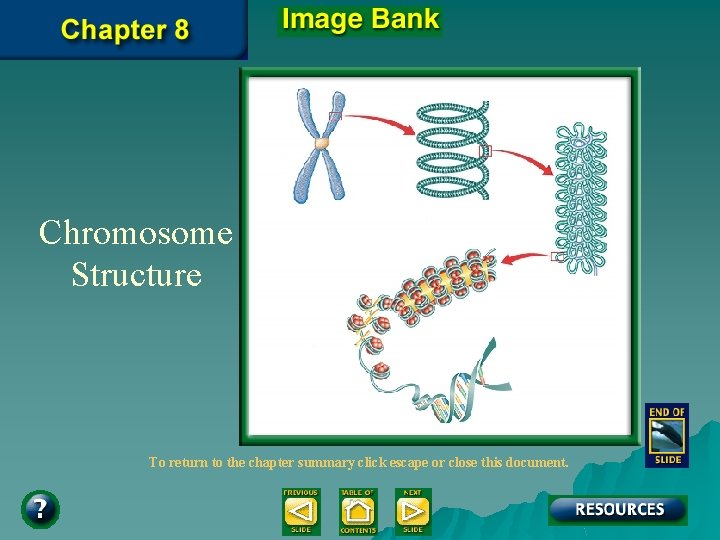 Chromosome Structure To return to the chapter summary click escape or close this document.