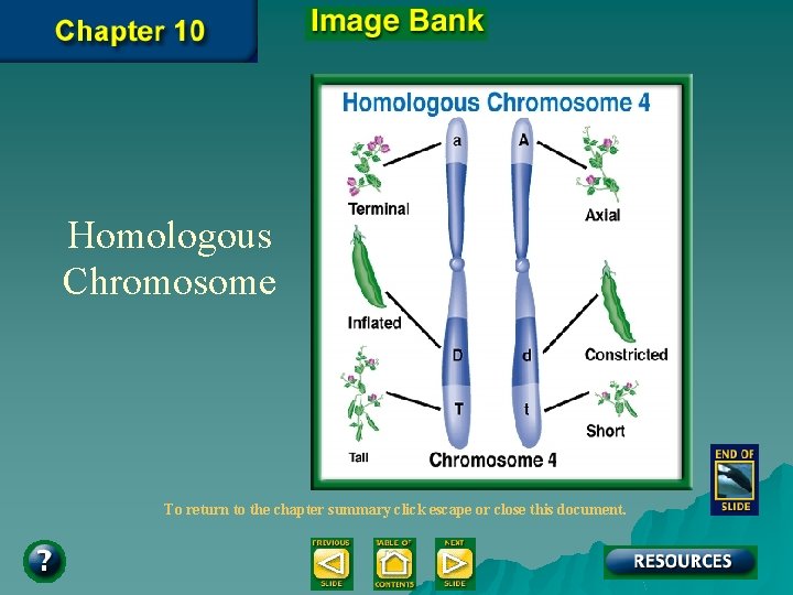 Homologous Chromosome To return to the chapter summary click escape or close this document.