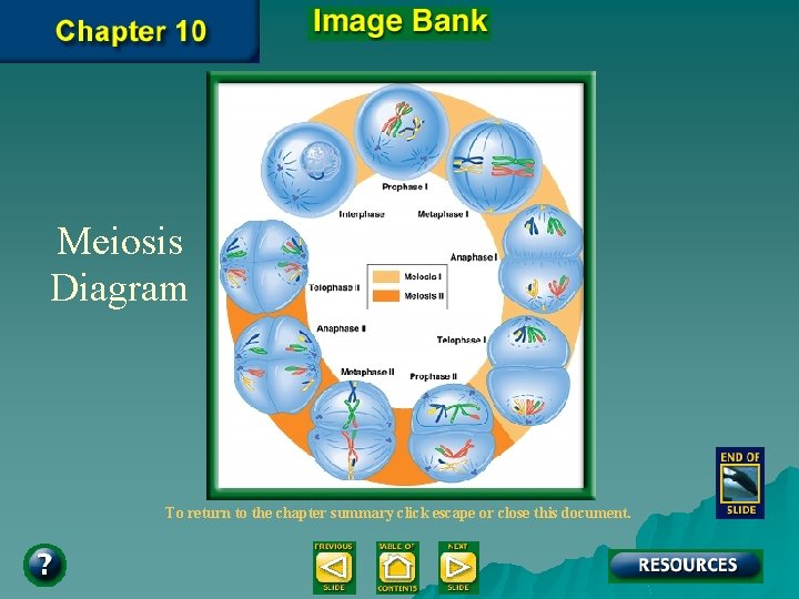 Meiosis Diagram To return to the chapter summary click escape or close this document.