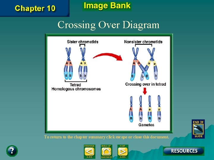 Crossing Over Diagram To return to the chapter summary click escape or close this