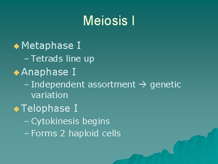 Meiosis I u Metaphase I – Tetrads line up u Anaphase I – Independent