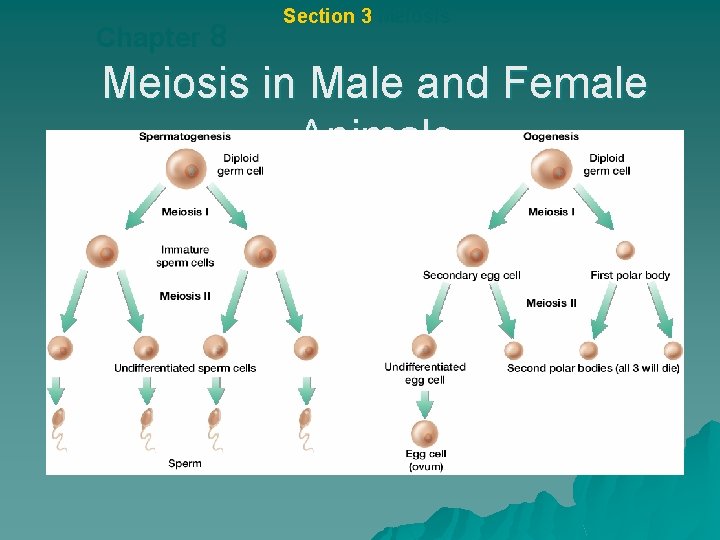Chapter 8 Section 3 Meiosis in Male and Female Animals 