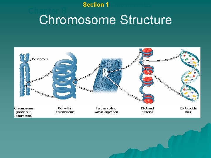 Chapter 8 Section 1 Chromosomes Chromosome Structure 