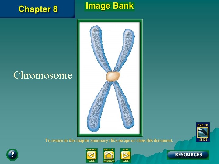 Chromosome To return to the chapter summary click escape or close this document. 