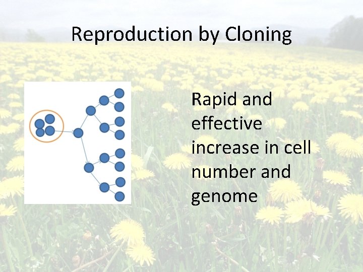 Reproduction by Cloning Rapid and effective increase in cell number and genome Reproduction by Cloning Rapid and effective increase in cell number and genome