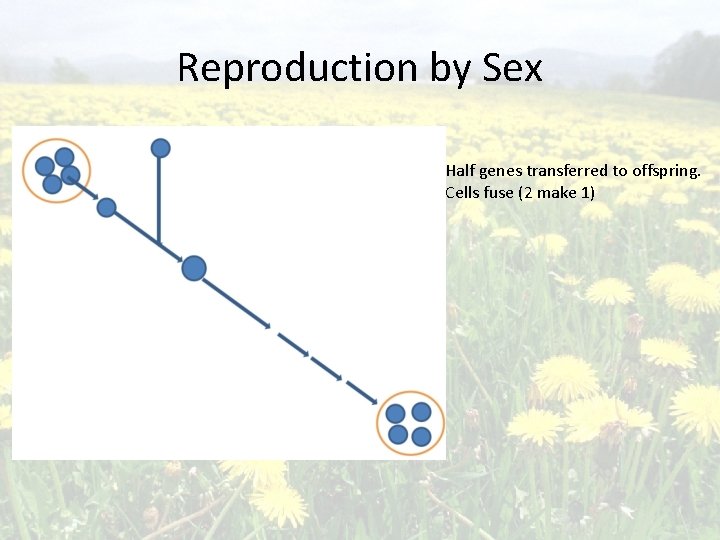 Reproduction by Sex Half genes transferred to offspring. Cells fuse (2 make 1) 