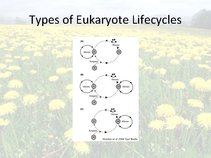 Types of Eukaryote Lifecycles 