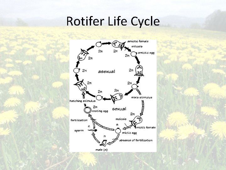 Rotifer Life Cycle 