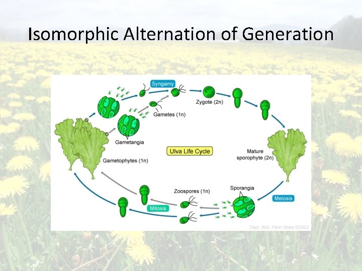 Isomorphic Alternation of Generation 