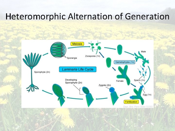 Heteromorphic Alternation of Generation 