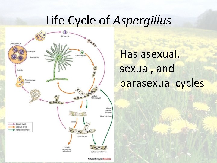 Life Cycle of Aspergillus Has asexual, and parasexual cycles Life Cycle of Aspergillus Has asexual, and parasexual cycles