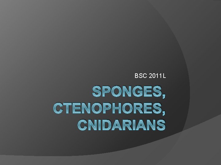 BSC 2011 L SPONGES, CTENOPHORES, CNIDARIANS 