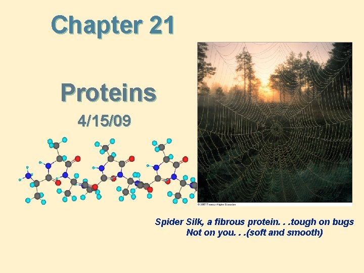 Chapter 21 Proteins 4/15/09 Spider Silk, a fibrous protein. . . tough on bugs