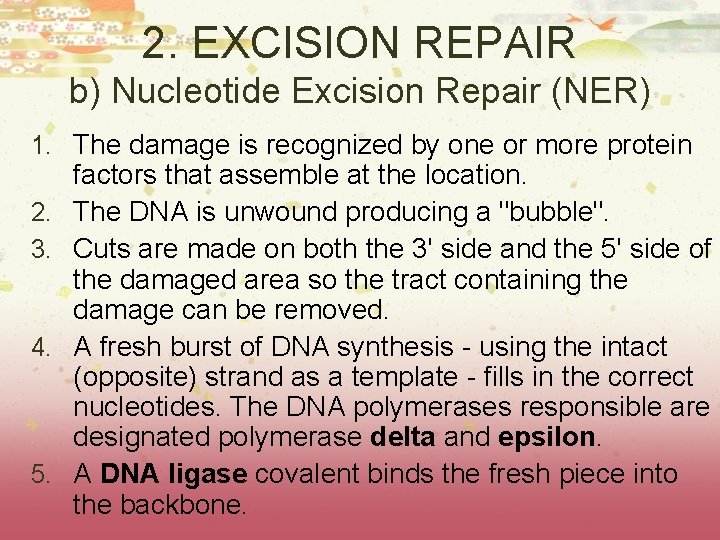 2. EXCISION REPAIR b) Nucleotide Excision Repair (NER) 1. The damage is recognized by 2. EXCISION REPAIR b) Nucleotide Excision Repair (NER) 1. The damage is recognized by