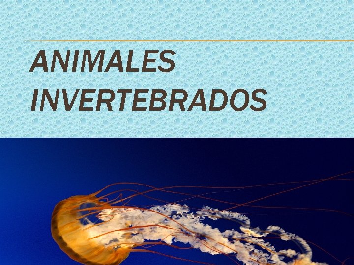 ANIMALES INVERTEBRADOS 