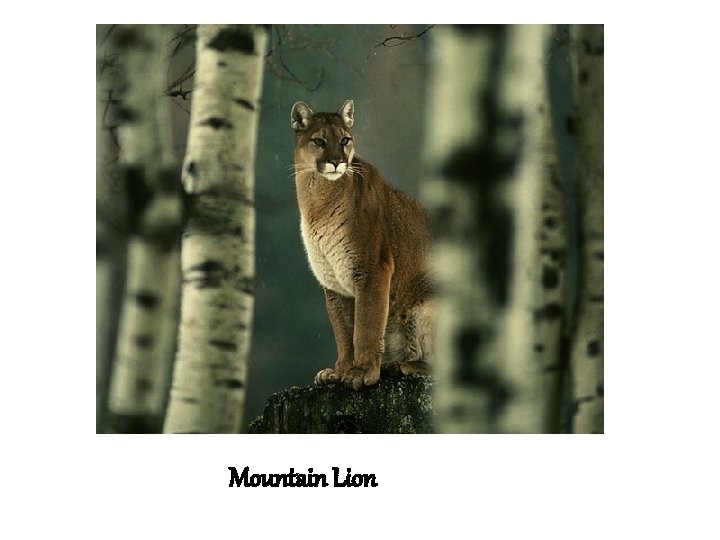 Mountain Lion 