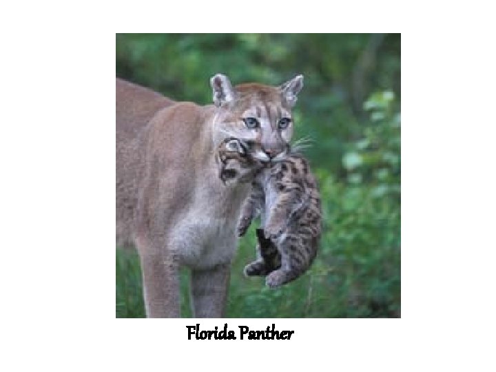 Florida Panther 