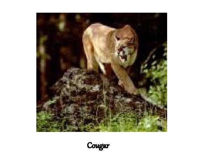 Cougar 