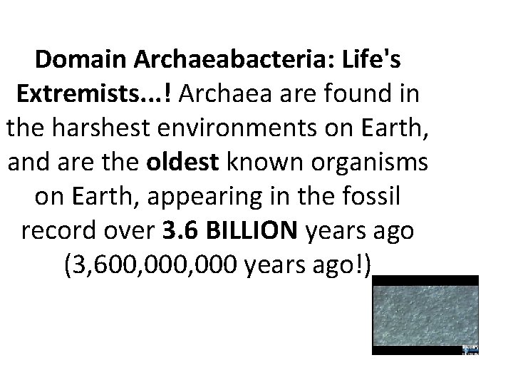 Domain Archaeabacteria: Life's Extremists. . . ! Archaea are found in the harshest environments